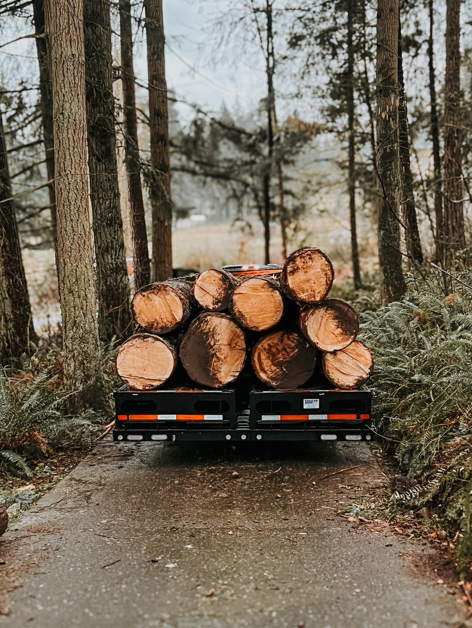 Logs hauled from land clearing